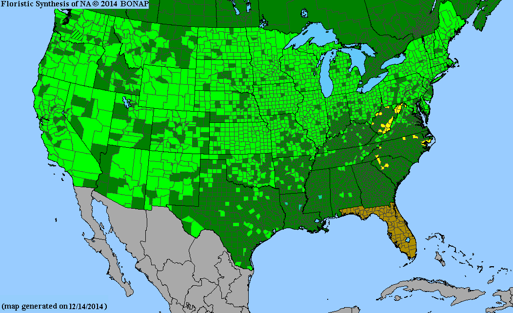 County distribution map of Persicaria amphibia - Water Smartweed